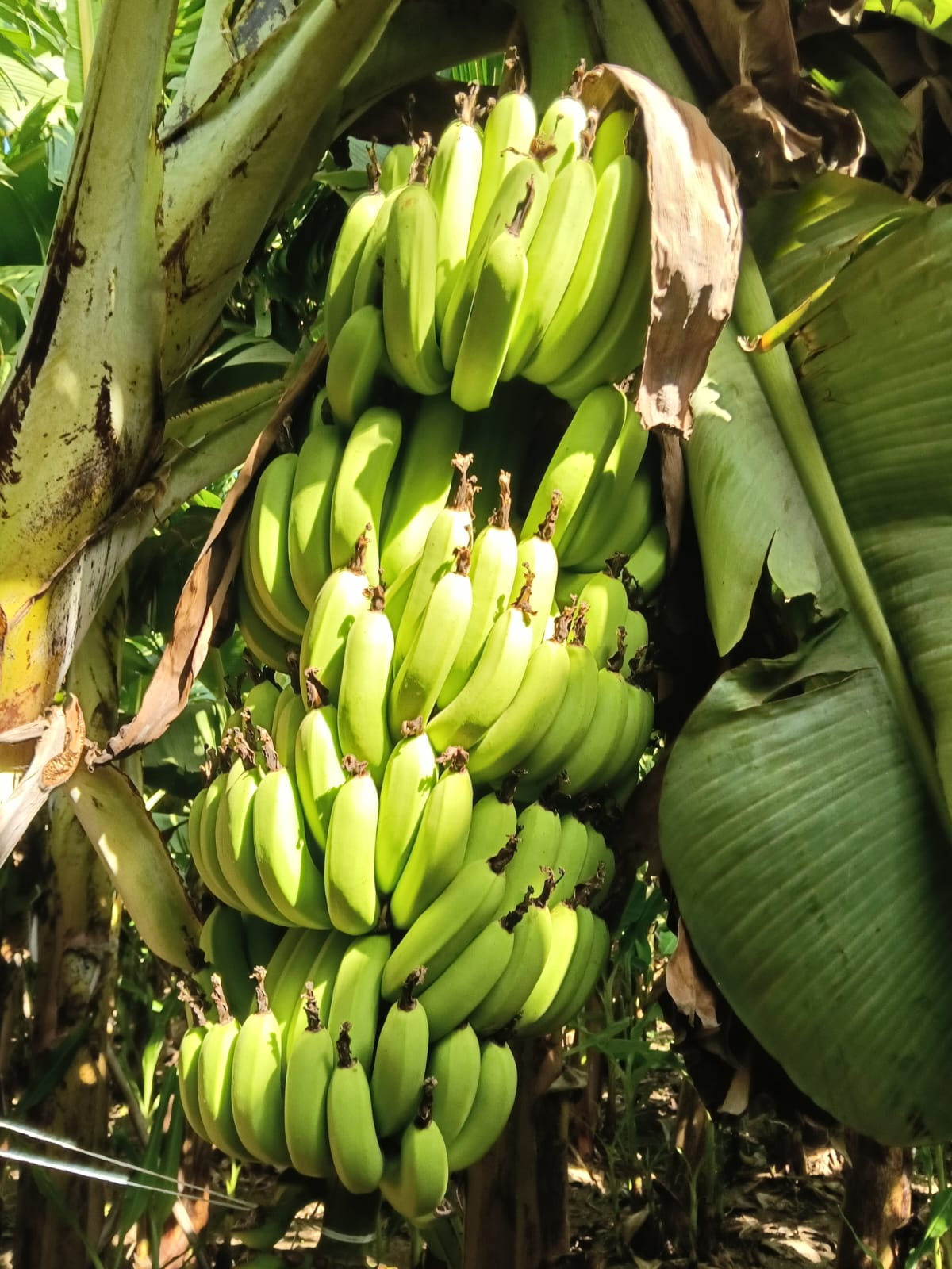 Cluster Banana