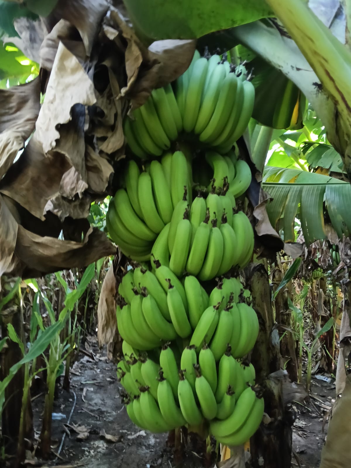 Superior Banana