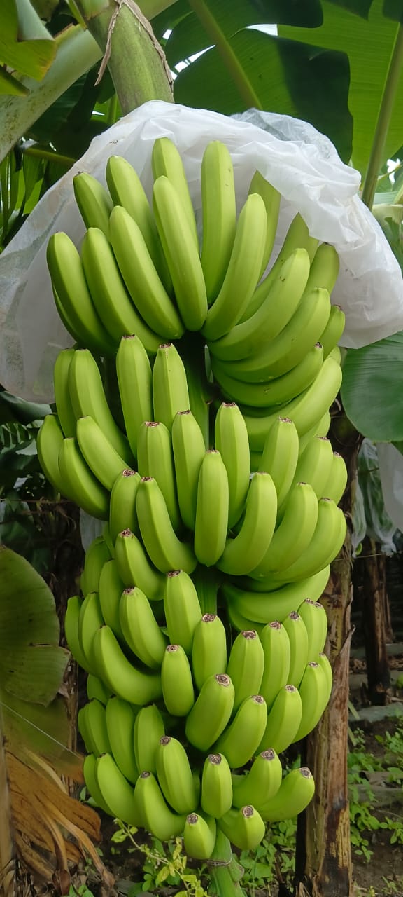 Premium 4 Hands Banana