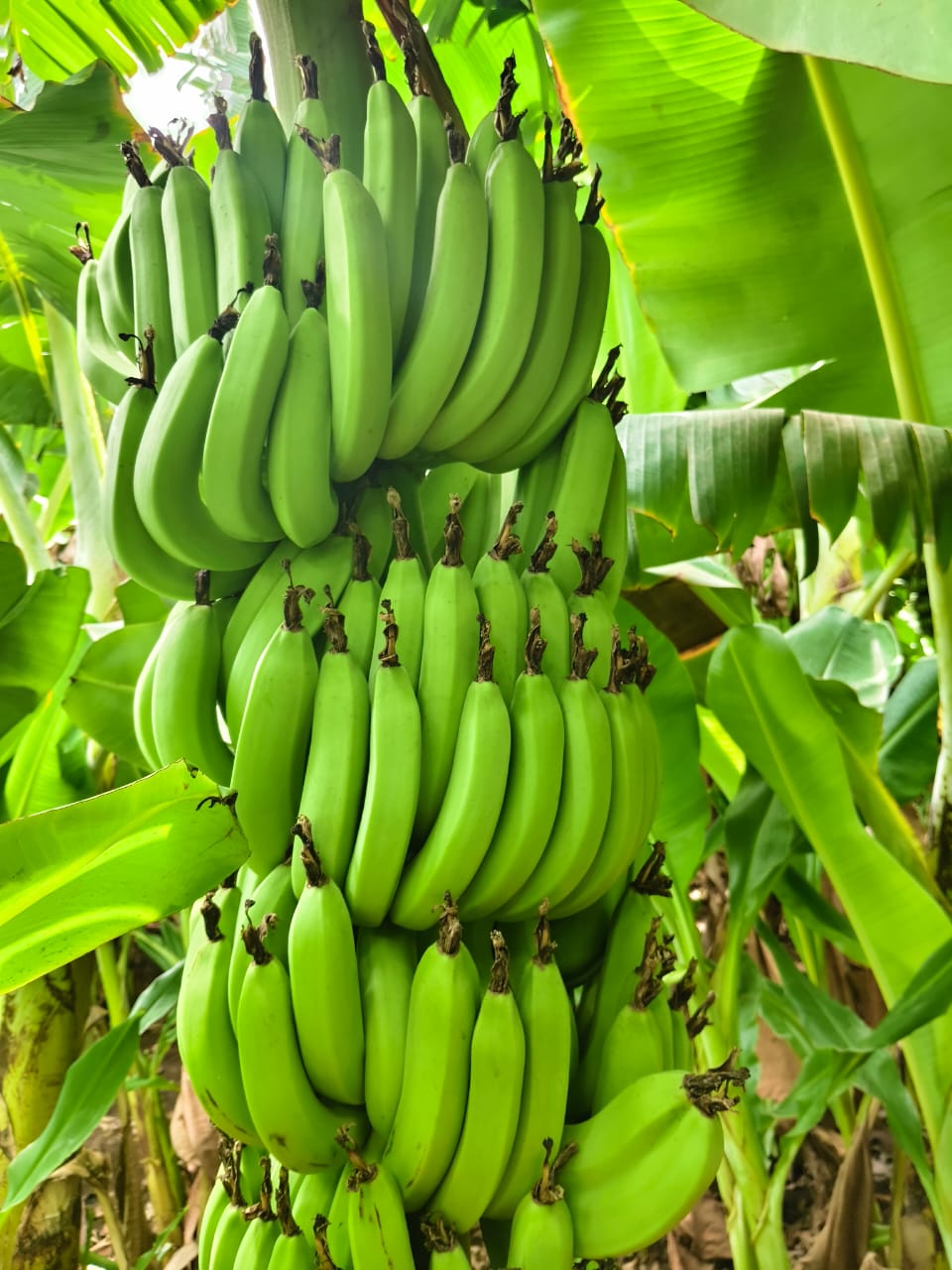 Premium 5 Hands Banana