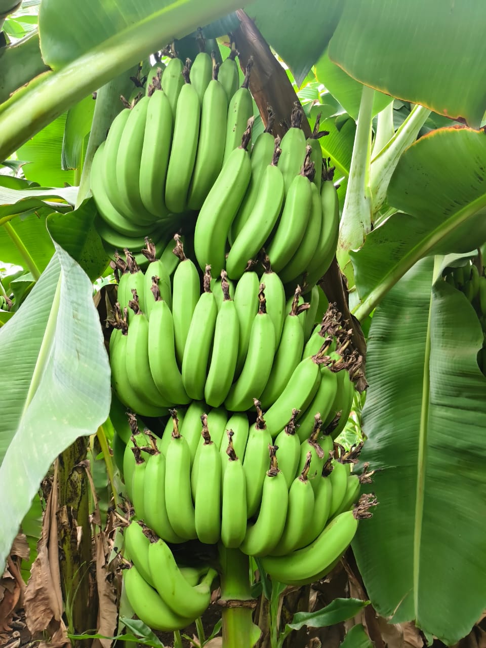 Premium 6 Hands Banana